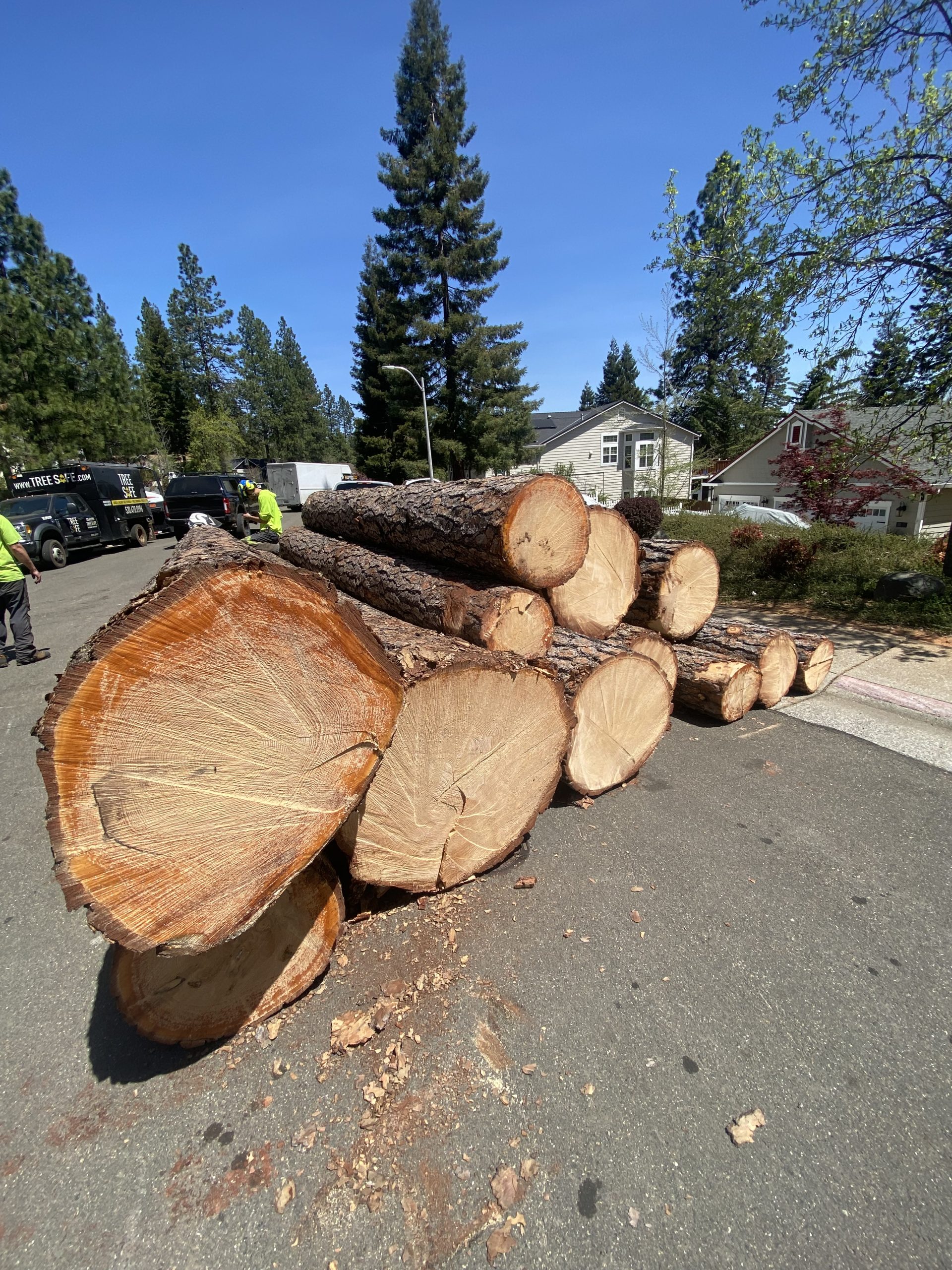 Tree Removal Services in Alta Sierra