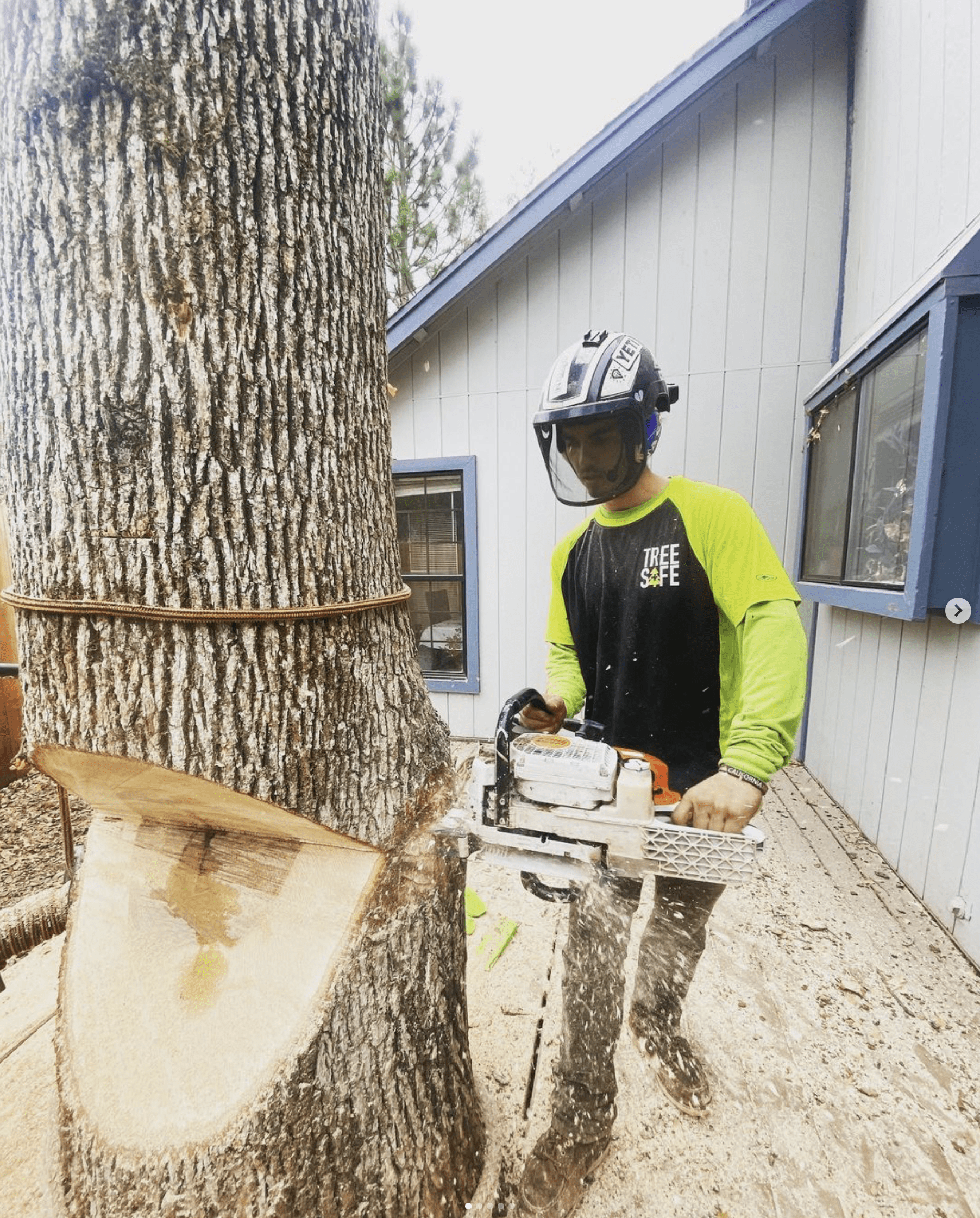 When to Hire a Professional Tree Service Company