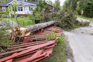 A fallen pine tree lying on the ground on top of a damaged fence. 