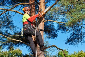 Professional tree trimmer cutting back branches on a large tree 