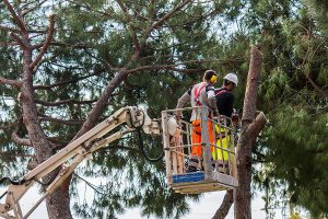 Professionals trimming branches of a large tree. 