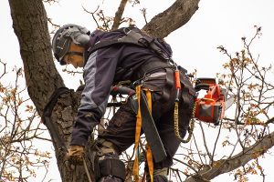 Professional arborist with saw and harness pruning a large tree 